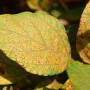 Asian Rust