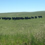 Nebraska_Cattle