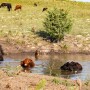 Cows in pond.jpg
