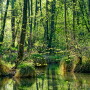 Swamp