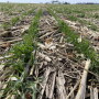 If you’ve been thinking about making the transition to climate-smart agriculture, the IRA’s financial assistance for on-farm conservation practices could be just the boost you need. 