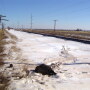 Dead_Calf_Snow