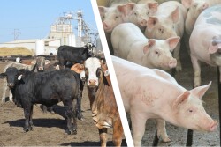 Cattle and hog finishing