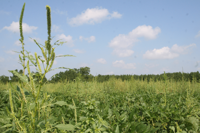 Strategies for Palmer Amaranth Control in Corn and Soybeans - AgWeb
