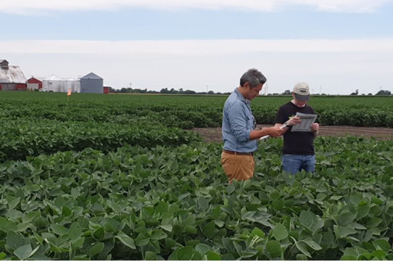 BioLumic CEO Steve Sibulkin, left, and Chief Science Officer Jason Wargent inspect an Illinois soybean trial plot to validate beneficial crop outcomes from the company's proprietary light-signaling seed treatment technology.