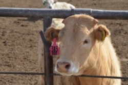 bt_rotator_feedlot_steer_3