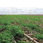 A series of strip trials comparing soil beneath a cover crop to an adjacent strip with no cover crop is revealing increases in microbial activity, water soluble carbon, water infiltration and carbon to nitrogen ratio.