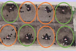 Limit Feeding reduces manure wastes