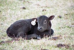 BT_Calf