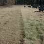 Stockpiling forages and feeding small grains crops year-round can help cattle producers offset the higher costs of hay.