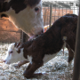 cat livestock beef 04