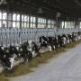 Heifers in a feedline. 