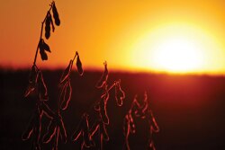 Peter Meyer says the potential is so large, renewable diesel and aviation fuels made from soybeans, has the potential to be bigger than what ethanol was for corn in the first couple decades of the 2000s. 