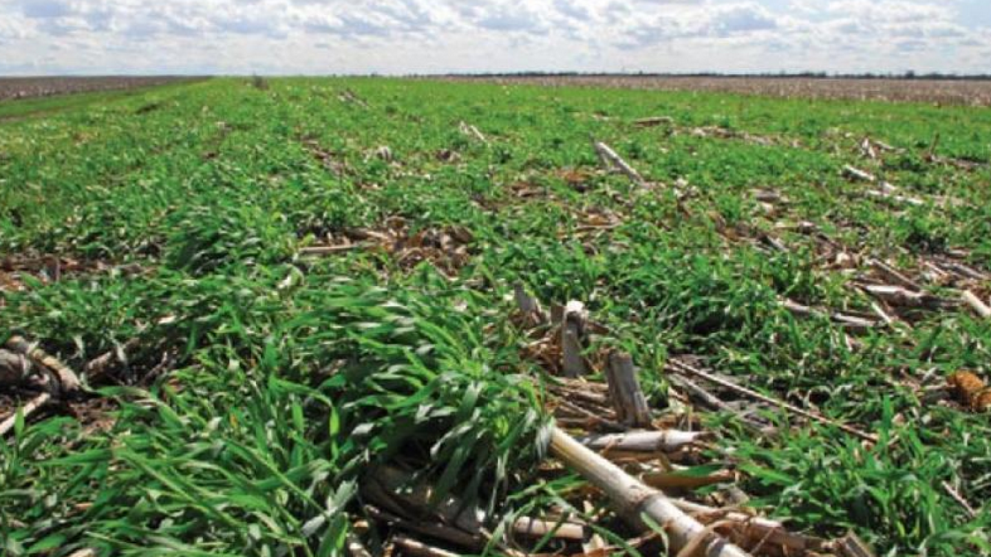 Consider Planting These Cover Crops After Silage Harvest - Dairy Herd