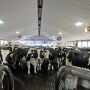 In 2020, dairy farmers will be able to select sires based on daughters' feed efficiency.