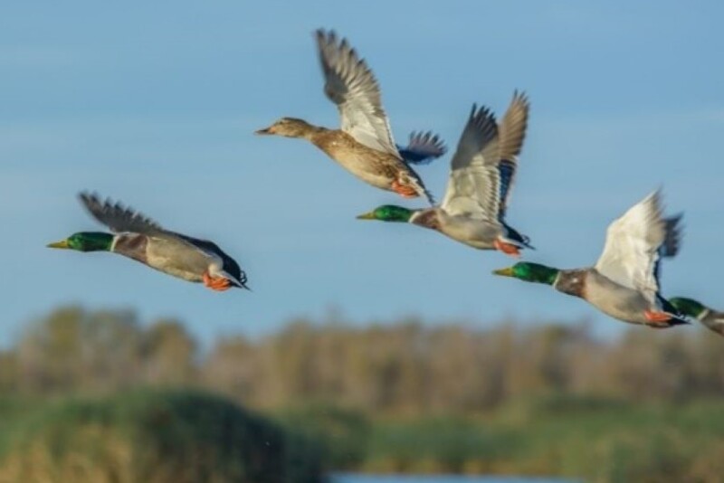 Wild Birds by USDA