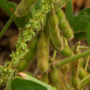 soybeans