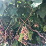 Grapes start to color up in the Coachella Valley in early May.