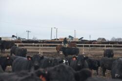 Heifer slaughter is up 7.4 percent from one year ago.