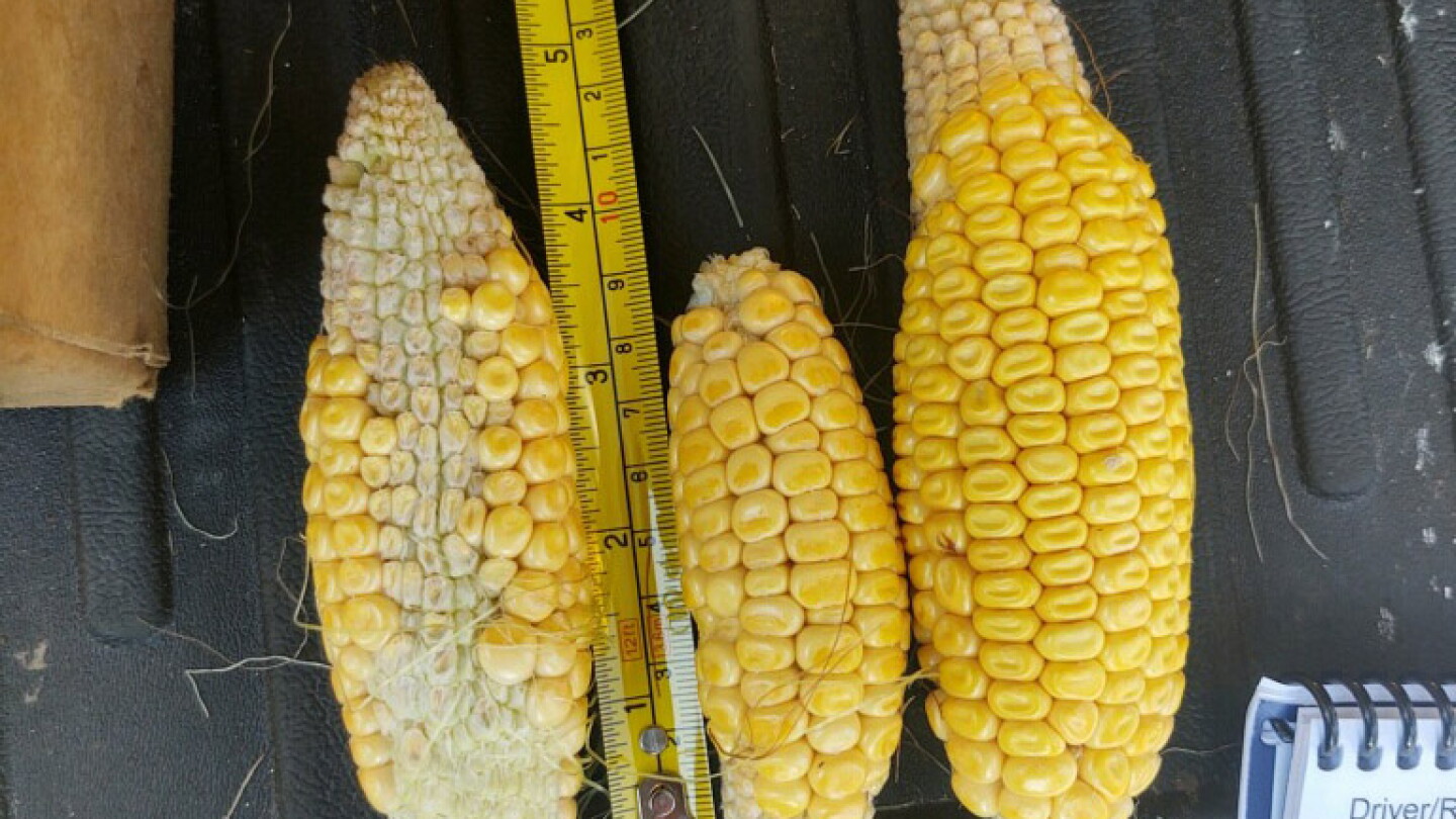 3 Reasons Why Corn Prices Surged to a Two-Month High - AgWeb