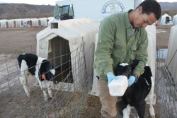Providing free choice water to newborn calves has been shown to deliver a wide array of benefits in terms of calf health and performance. But it’s also a huge challenge for some farms in the winter.