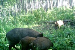 Feral pigs in forest