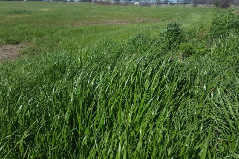 Annual ryegrass can easily be identified by its shiny leaf backside.
