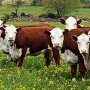 cattle