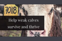A calf born weak has an accumulation of problems, compounded by inadequate quantity and quality of colostrum.
