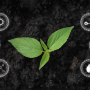 Sustainable farming, growing
