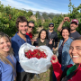 Spain IFG cherry program