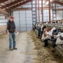 Regrouping is a stressful experience for cattle.