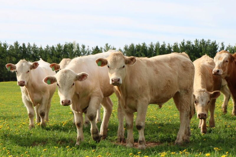 Purina Cattle