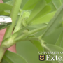 Alfalfa_Weevil