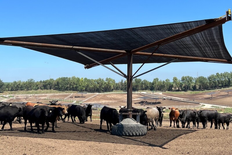Keeping cattle cool on hot summer day