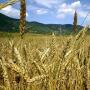 wheat
