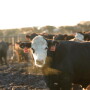 HS feedlot