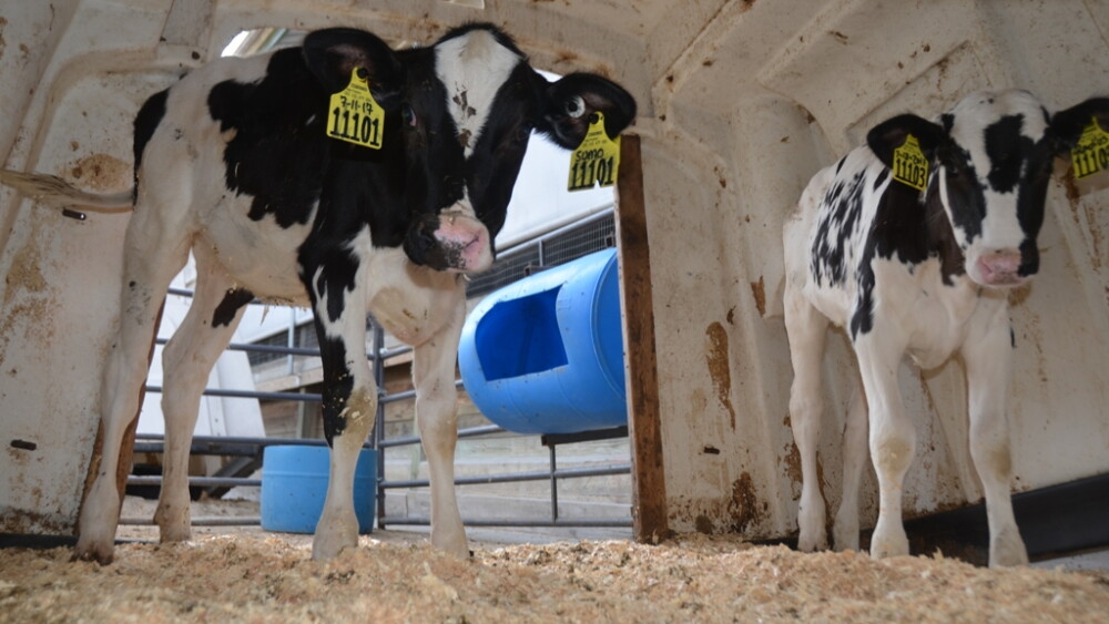 DT Dairy Calves Hutch.JPG