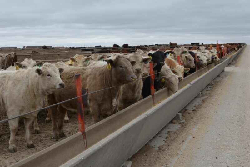 BT_Feedlot_Cattle_Bunkline