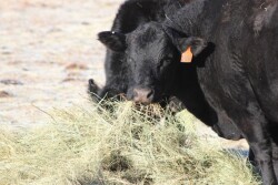 Feeding cows through the winter after a drought season is always challenging. Did you know the mineral content of forages, even if the same hay fields that are always used, is likely different than normal?