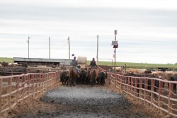 For every rural stock person available, there are two job openings.