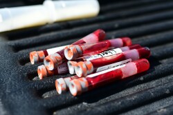 Dairy cow blood samples pulled for testing.