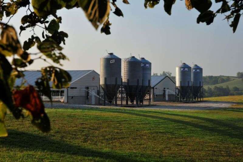 Pig Farm with Grain Bins