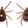 Lone star tick