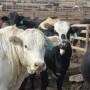 Cattle prices declined along with all markets this week.