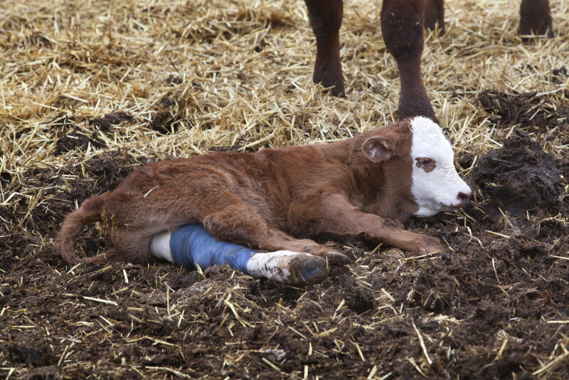 Cow Injuries Fixing Fractures on the Farm - Bovine Vet