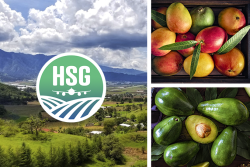 Holistic Solutions Global