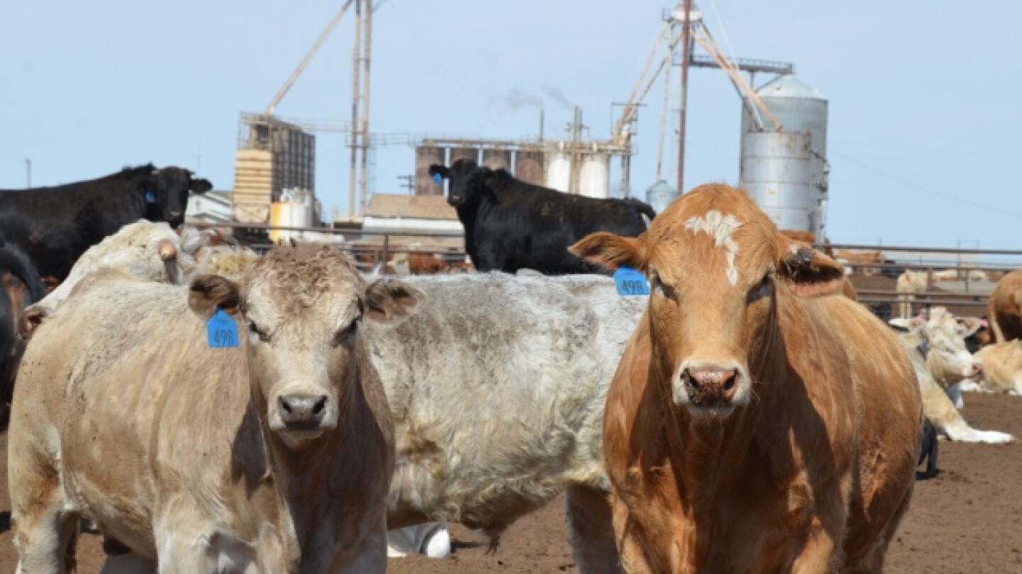 Fed Cattle Trade Quiet, Feeders & Calves Advance - Drovers