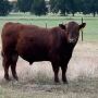 Red Angus Bull