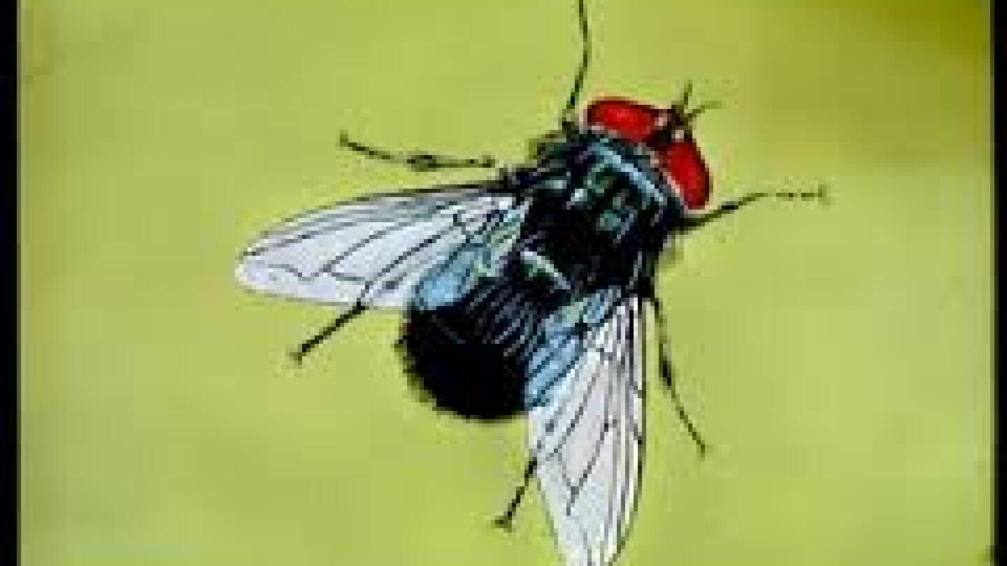 DCHA Webinar Addresses Fly Control And Its Economic Impact - Bovine Vet